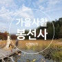 [남양주] 서울 근교 사찰 봉선사 가을 단풍 산책하기