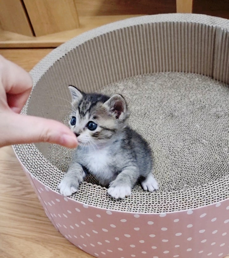 고양이 좋아하는 사람 손! 애묘인 레벨테스트 : 네이버 블로그 고양이 좋아하는 사람 손! 애묘인 레벨테스트 : 네이버 블로그