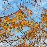 제주 가을여행 한라산 어승생악 단풍 구경