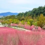 경남 합천<신소양체육공원>가을무드의 핑크뮬리가 아름다운 가족나들이하기좋은곳