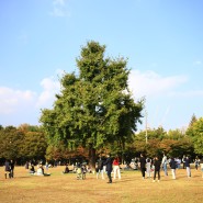 서울숲 주말 가을산책, 서울 사진찍기좋은곳 나들이 가볼만한곳