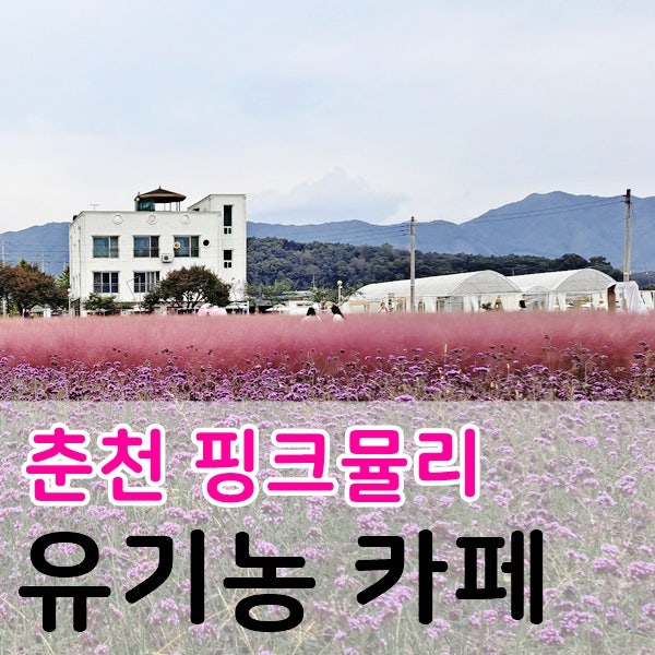 춘천 핑크뮬리 대형카페 - 유기농카페에서 인생사진 찰칵!