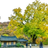 경주 운곡서원 은행나무 추천 방문 시기와 10월 11월 풍경 비교
