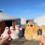 몽골 고비사막 6박 7일 투어 4일차 바양작 낙타인형🐫(+호쇼르)