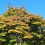 [아이와함께주말나들이] 가을 서울숲 단풍구경, 잔디광장 돗자리 피크닉