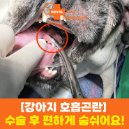 [강아지 연구개 노장] 강아지 호흡곤란, 이제는 편하게 숨 쉴 수 있어요!