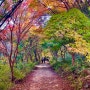 가을 단풍 숨은 명소 양평 서후리숲 BTS 트래킹