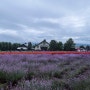 라벤더와 메밀꽃, 푸른 연못