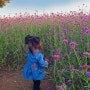 # 서울근교 17개월 아기랑 나들이: 시흥갯골공원 꽃구경!