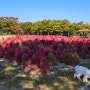 명지 반려견 놀이터(대형견 펜스 추가 설치/ 11.15일 재오픈 했어요~!)