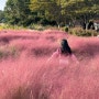 가을여행추천 청산수목원 핑크뮬리와 팜파스 포토존