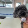 강아지 건강검진 추천 병원, 부천 역곡 24시동물병원 이지 동물의료센터