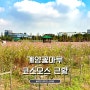 계양꽃마루 코스모스 근황 & 주차 정보! 인천 가볼만한곳!
