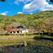대전 단풍구경. 아이와 가볼만한곳 დ우암사적공원დ