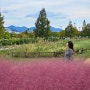 가을 사진 찍기 좋은 부산 핑크뮬리 명소 대저생태공원 (+사진꿀팁)