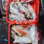 포항 북부 방석항 루어광호 무늬오징어 팁 런 낚시 조황