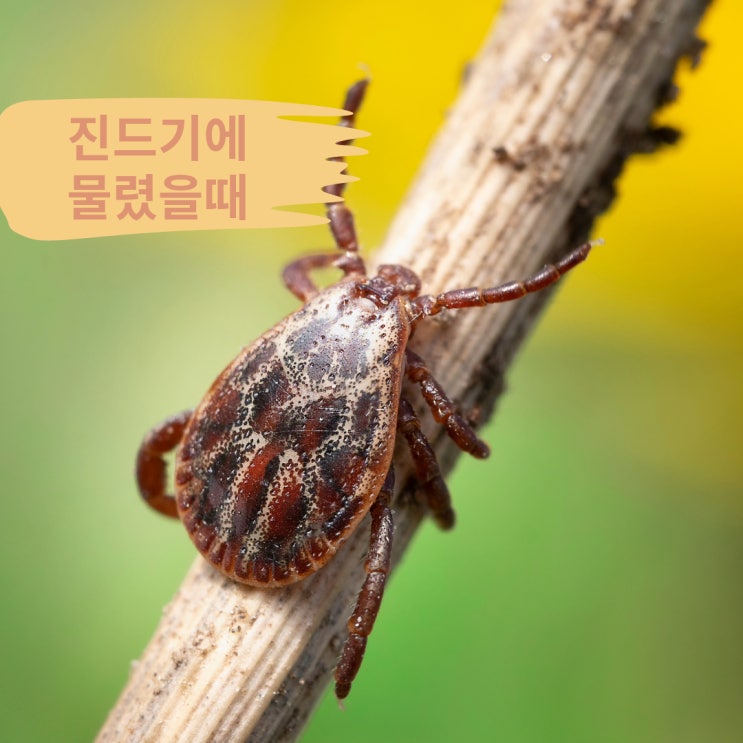 진드기 물렸을때 일어나는 일 진드기 물림 해결 방법 : 네이버 블로그