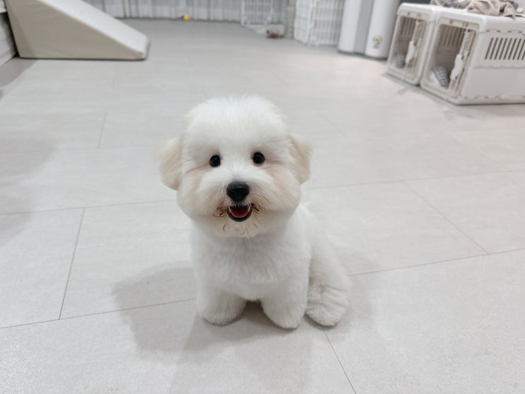 소형견 종류 꼬똥 드 툴레아 견종 성격 꼬동 털빠짐 : 네이버 블로그
