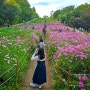 서울 올림픽공원 장미광장 들꽃마루 코스모스 명소