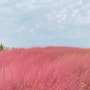 가을 핑크뮬리, 코스모스 인생샷 건질 수 있는 '농협 안성 팜랜드' 안성 가족여행 입장료 주차장, 지도 첨부