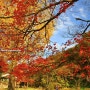 11월 국내 가을 여행지 가볼만한곳 단풍이 아름다운 선운사