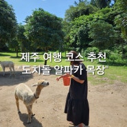 제주 제주시 도치돌길 여행(납읍리) : "도치돌 알파카 목장"