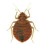 빈대(bed bug) 물린자국 및 퇴치방법