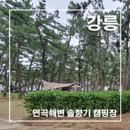 강릉여행-연곡해변솔향기캠핑장
