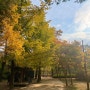 [춘천] 아직은 덜 화려한 가을나무