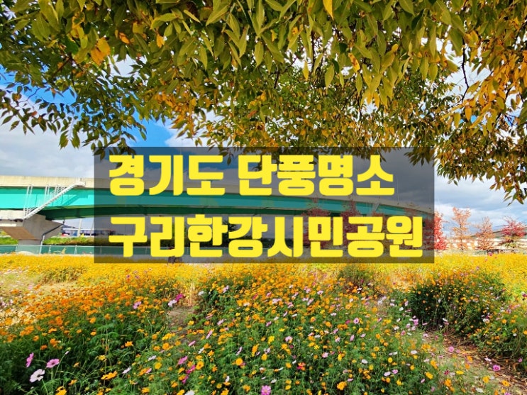 실시간~ 경기도 단풍명소 구리 가볼만한곳 한강시민공원 경기도 드라이브 단풍, 가을꽃구경 : 네이버 블로그