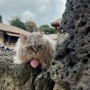 표선 가볼만한곳 성읍민속마을 고양이와 제주 여행