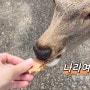 오사카 근교여행 나라 사슴공원