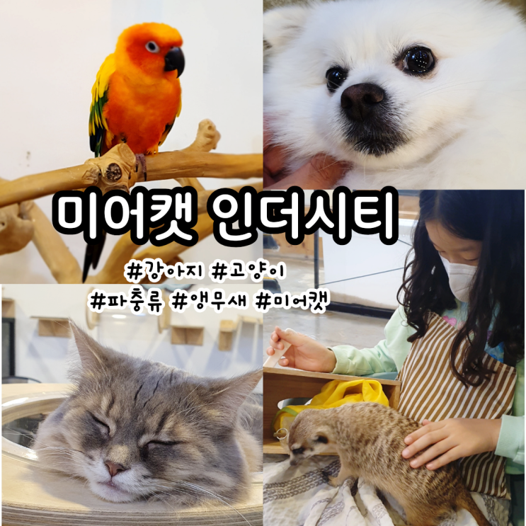 김포 미어캣인더시티 고양이카페 다양한 동물들과 교감하는 곳