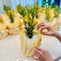 [과천꽃집]맑은 공기를 선물합니다 공기정화식물 단체 주문🪴 “바나나 크로톤” by. 꽃,일랑