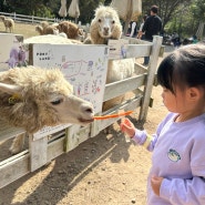 [울산 / 아기랑 가볼만한 곳] 포니랜드