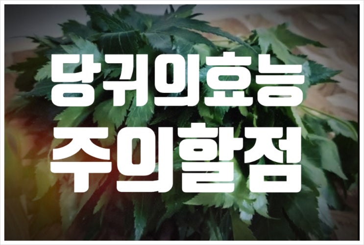 당귀의 효능 당귀차 만들기 / 주의할 점 : 네이버 블로그