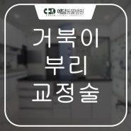 거북이 부리 교정술 = 예담동물병원 (대전동물병원/유성동물병원)