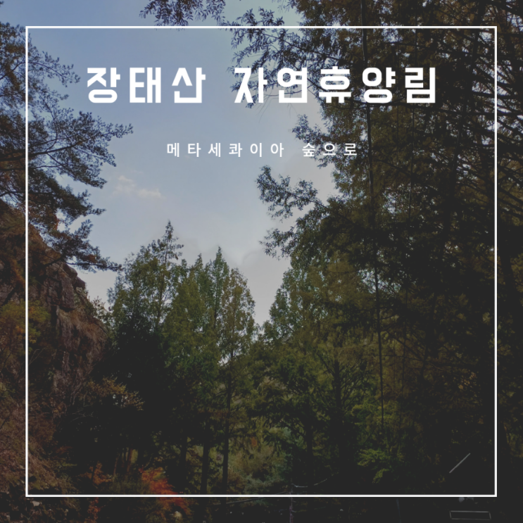 대전 아이랑 가볼만한 자연휴양림 : 장태산 자연휴양림...