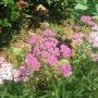 초여름의 희락가옥정원의 꽃들(2009.07.06)