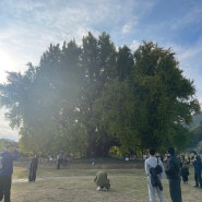 sns 핫플 강원도 원주 800년 된 반계리 은행나무 단풍 구경 다녀왔어요ㅎㅎ