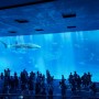 [일본_오키나와] 추라우미 수족관 (Churaumi Aquarium) :: 고래상어를 볼 수 있는 아쿠아리움