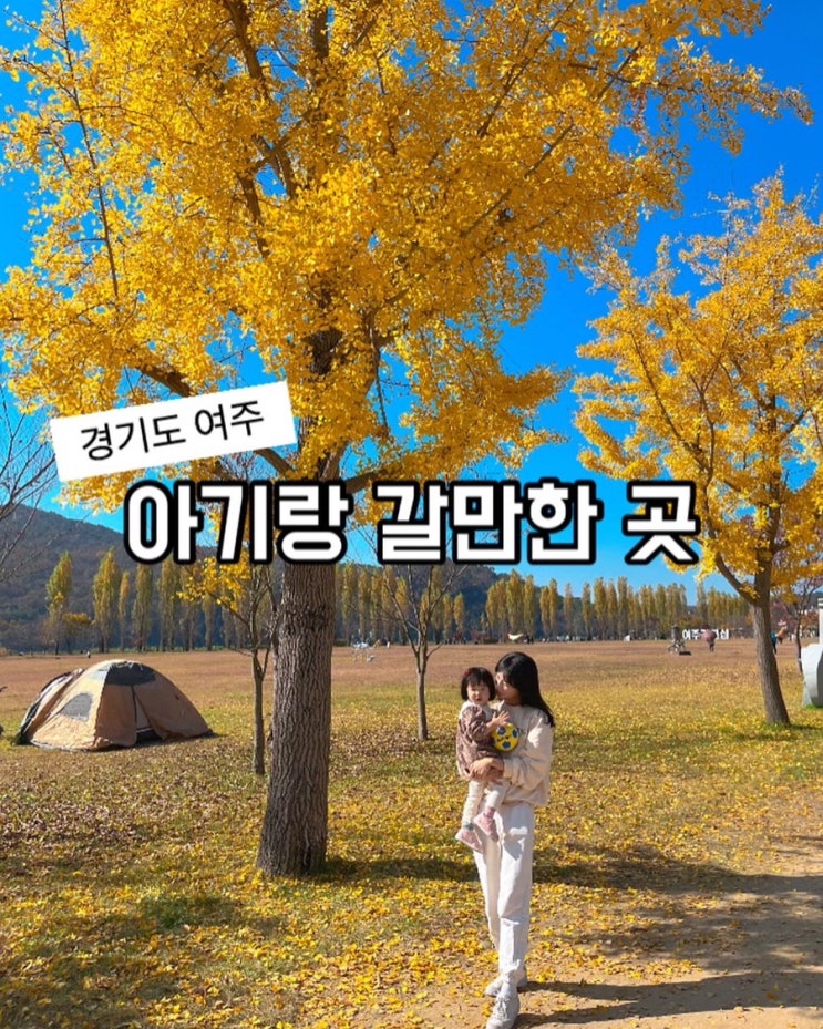 단풍명소) 여주 강천섬 축제 은행나무 : 네이버 블로그