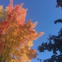 캐나다 가을여행 아름다운 단풍국