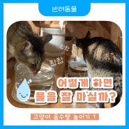 고양이 음수량 높이기 ▶ 고양이가 물을 잘 안 마시는 이유, 어떻게 하면 물을 잘 마실까?