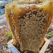 23년 10월 목청꿀 토종꿀 순수천연자연꿀을 채밀합니다 꿀가격 문의주세요 약초꾼담비직접 채밀한 꿀입니다 100%보장