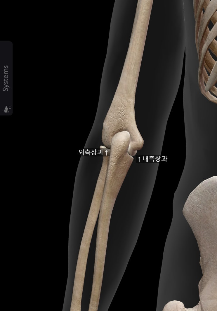 기능해부학 (7) 팔뼈, 손목뼈 : 네이버 블로그