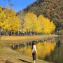 충북괴산 문광저수지 단풍여행 은행나무길 (주차 포토존 소개)
