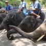 치앙마이 여행 : 매사 코끼리 캠프 Mae Sa Elephant Camp