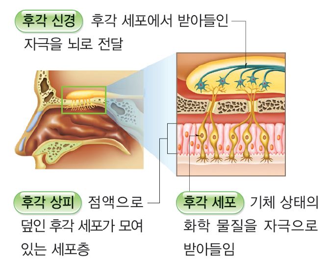 감각기관의 구조와 기능/ 눈, 귀, 혀/ 후각 미각 시각 청각 : 네이버 블로그