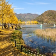 10월 말 괴산 가볼 만한 곳 문광저수지 은행나무길 절정 사진명소